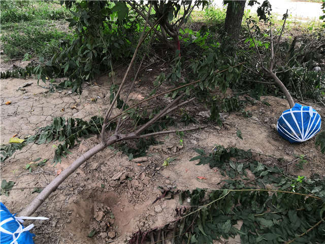 沭陽長景園林毛桃種植基地實拍圖片