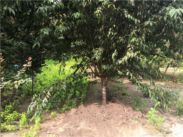沭陽長景園林毛桃種植基地實拍圖片