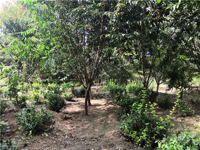 沭陽長景園林毛桃種植基地實拍圖片