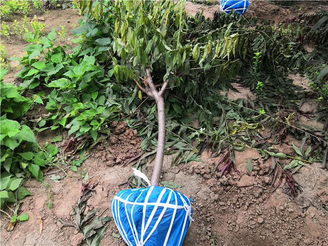 沭陽長景園林毛桃種植基地實拍圖片