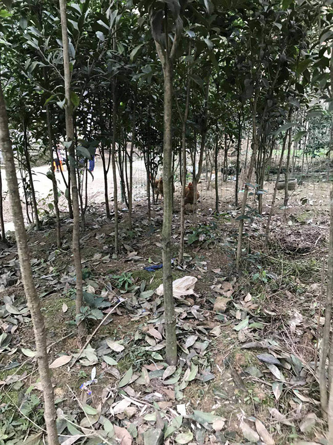 金桂樹苗價格行情