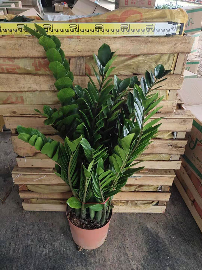 金錢樹價格多少錢一盆