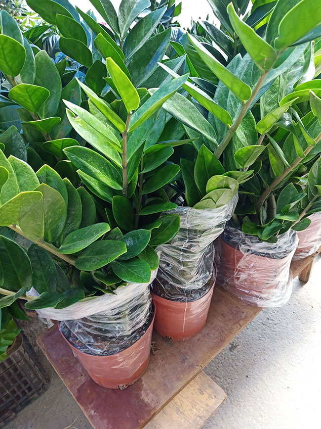 金錢樹價格多少錢一盆