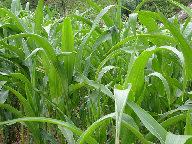 蘇丹草幾月份播種?蘇丹草種植技術和方法