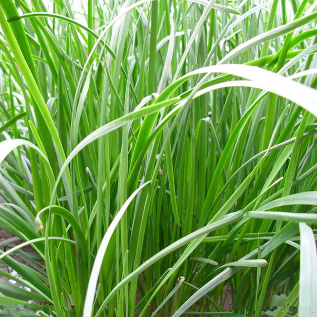 蘇丹草幾月份播種?蘇丹草種植技術和方法