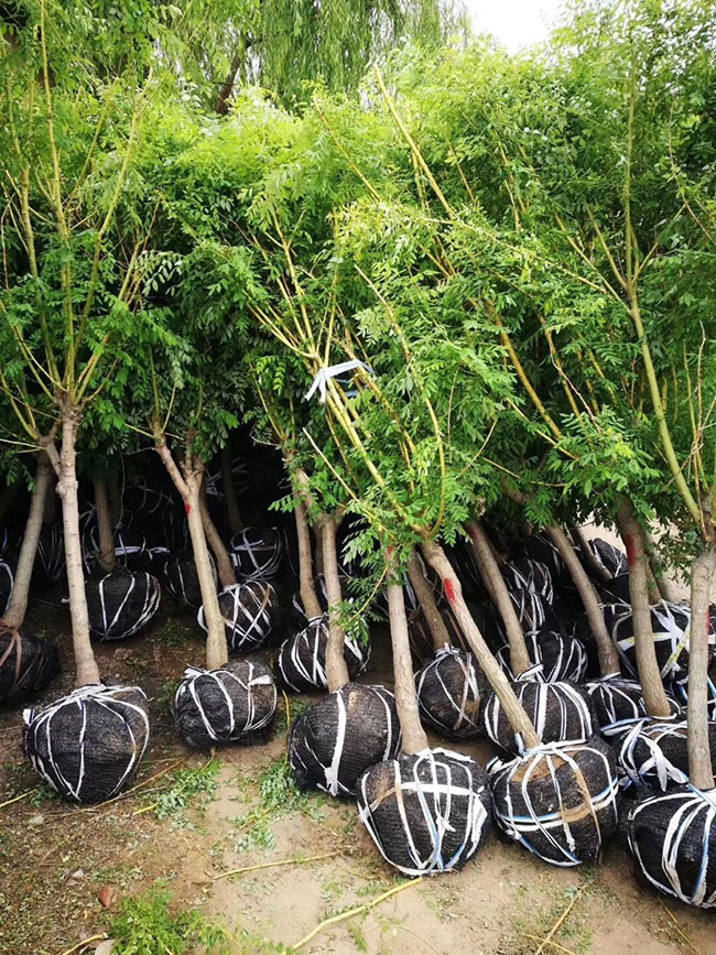 金枝槐怎么修剪?金枝槐種植技術