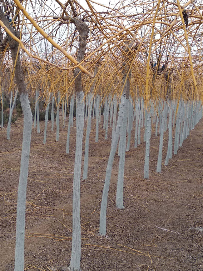 金枝槐怎么修剪?金枝槐種植技術