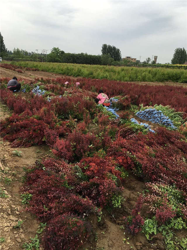 紫葉小檗照片種植基地實(shí)拍