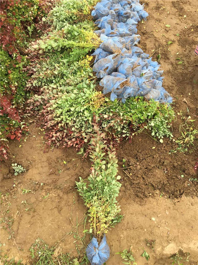紫葉小檗照片種植基地實(shí)拍