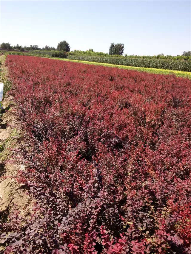 紫葉小檗照片種植基地實(shí)拍