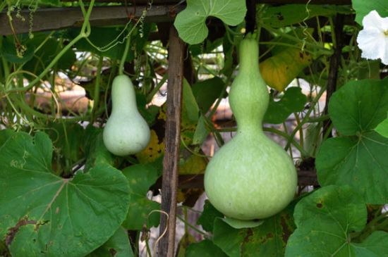 葫蘆葉子長斑發黃枯萎