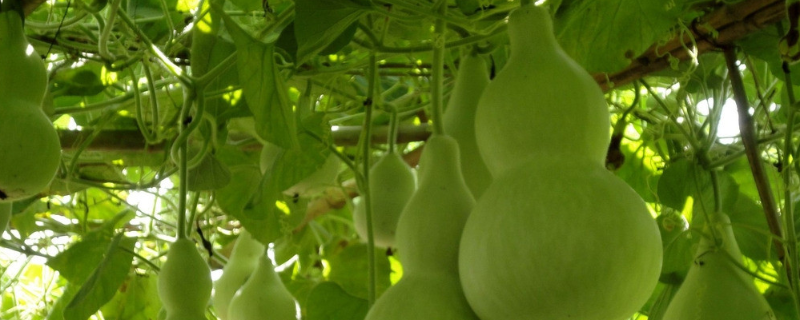 葫蘆葉子長斑發黃枯萎