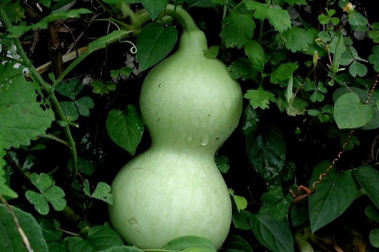 葫蘆葉子長斑發黃枯萎