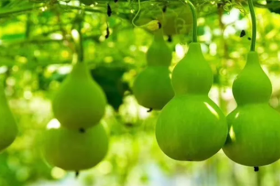 葫蘆葉子長斑發黃枯萎