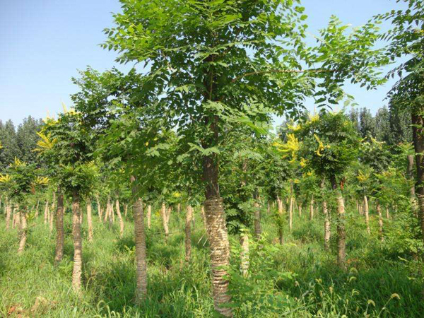 北欒基地實拍圖