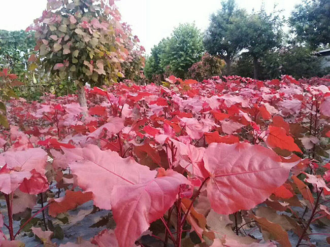 紅葉楊如何嫁接?紅葉楊嫁接技術介紹
