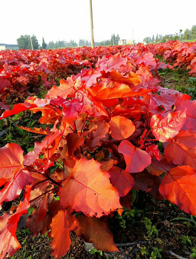 紅葉楊如何嫁接?紅葉楊嫁接技術介紹