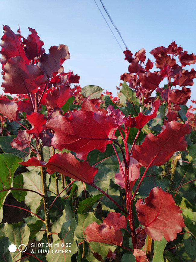 紅葉楊如何嫁接?紅葉楊嫁接技術介紹