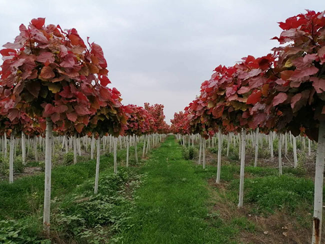 紅葉楊如何嫁接?紅葉楊嫁接技術介紹