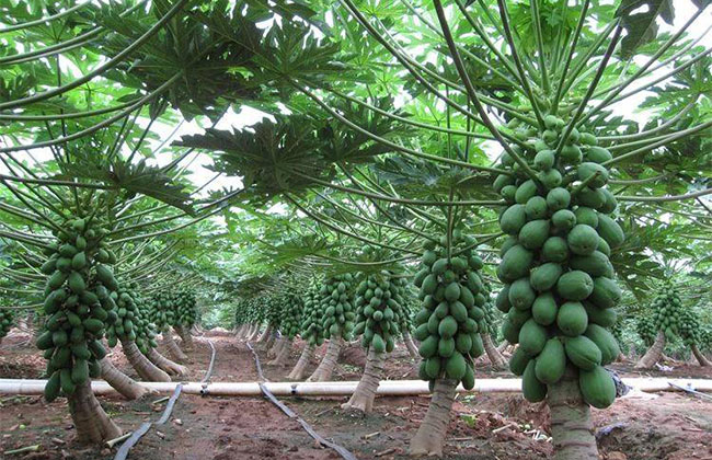 木瓜苗什么時候種植最好