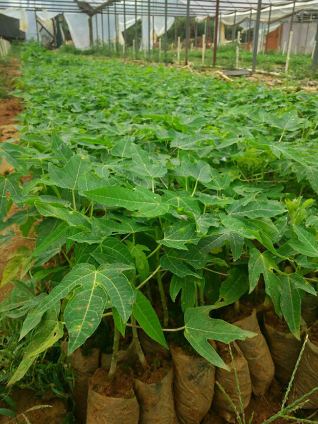 木瓜苗什么時候種植最好