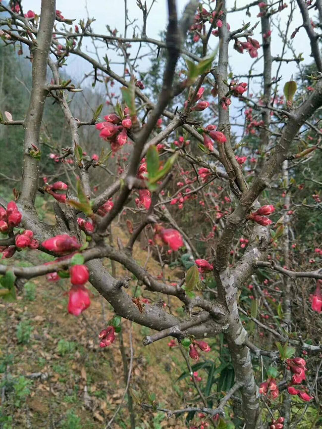 木瓜苗什么時候種植最好