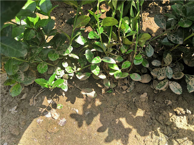 沭陽(yáng)長(zhǎng)景園林衛(wèi)矛種植基地實(shí)拍