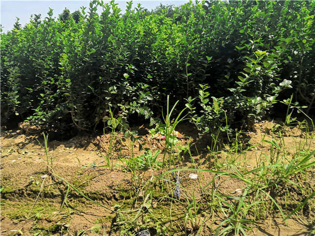 沭陽(yáng)長(zhǎng)景園林衛(wèi)矛種植基地實(shí)拍