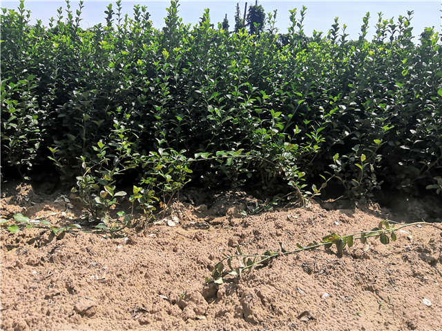 沭陽(yáng)長(zhǎng)景園林衛(wèi)矛種植基地實(shí)拍