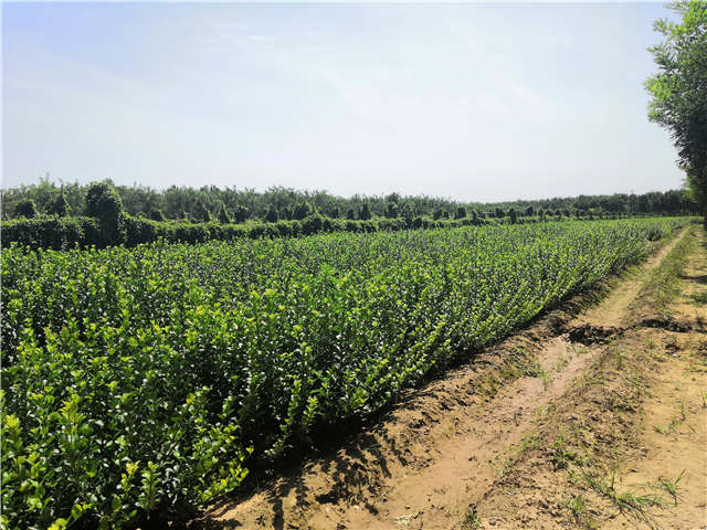 沭陽(yáng)長(zhǎng)景園林衛(wèi)矛種植基地實(shí)拍