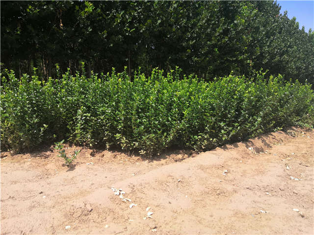 沭陽(yáng)長(zhǎng)景園林衛(wèi)矛種植基地實(shí)拍