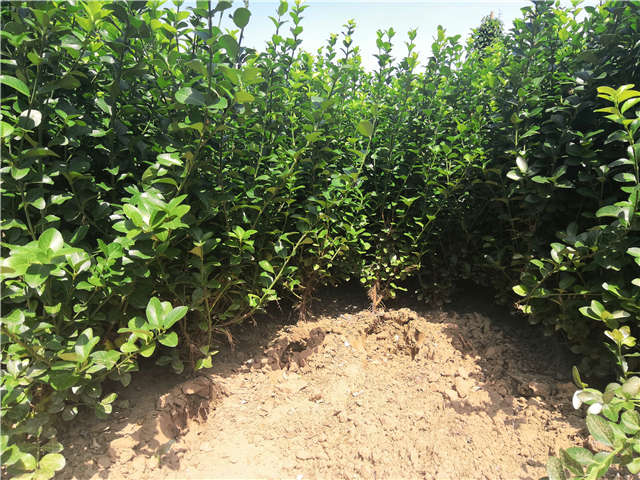 沭陽(yáng)長(zhǎng)景園林衛(wèi)矛種植基地實(shí)拍