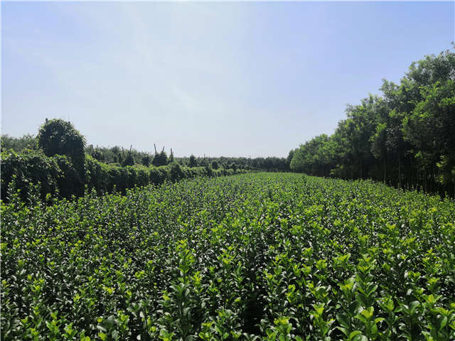沭陽(yáng)長(zhǎng)景園林衛(wèi)矛種植基地實(shí)拍
