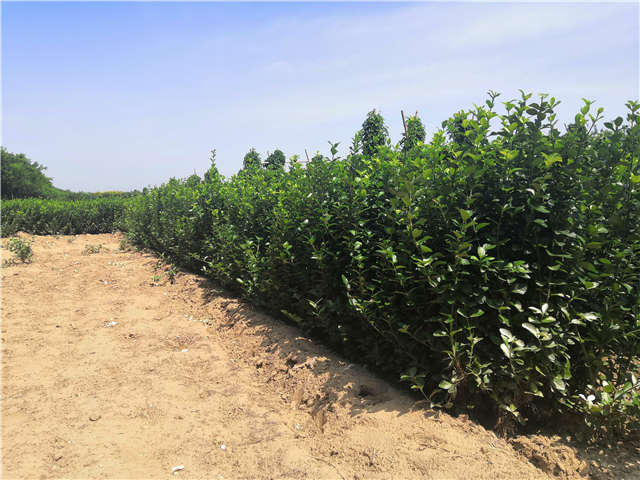 沭陽(yáng)長(zhǎng)景園林衛(wèi)矛種植基地實(shí)拍