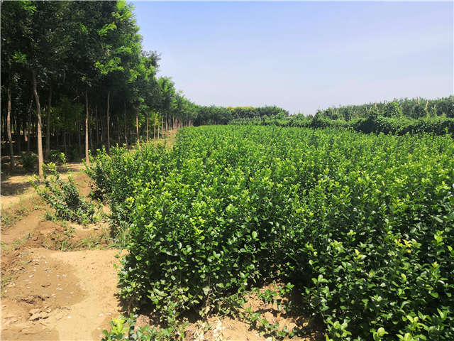 沭陽(yáng)長(zhǎng)景園林衛(wèi)矛種植基地實(shí)拍