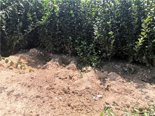 沭陽(yáng)長(zhǎng)景園林衛(wèi)矛種植基地實(shí)拍