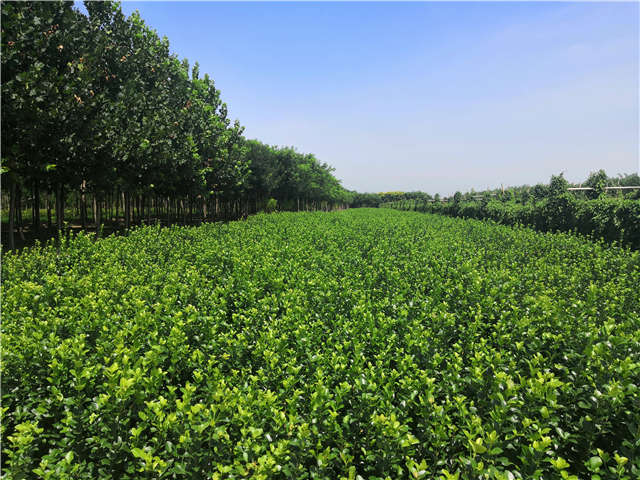 沭陽(yáng)長(zhǎng)景園林衛(wèi)矛種植基地實(shí)拍