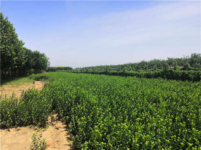 沭陽(yáng)長(zhǎng)景園林衛(wèi)矛種植基地實(shí)拍
