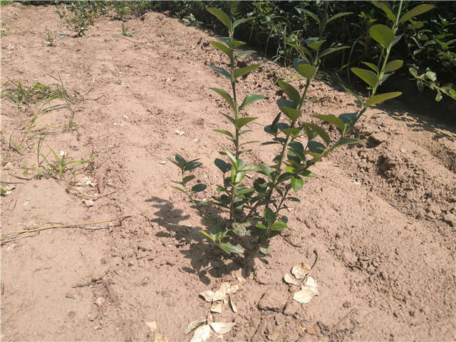 沭陽(yáng)長(zhǎng)景園林衛(wèi)矛種植基地實(shí)拍