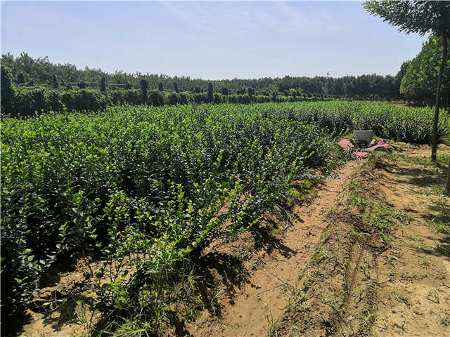 沭陽(yáng)長(zhǎng)景園林衛(wèi)矛種植基地實(shí)拍