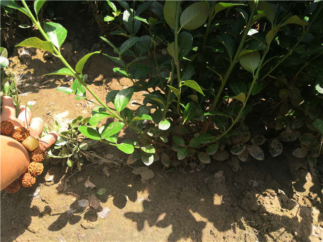 沭陽(yáng)長(zhǎng)景園林衛(wèi)矛種植基地實(shí)拍