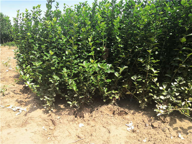 沭陽(yáng)長(zhǎng)景園林衛(wèi)矛種植基地實(shí)拍