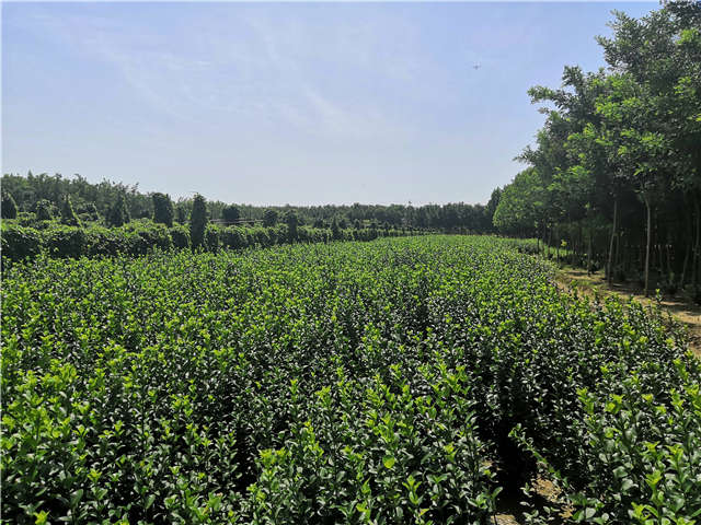 沭陽(yáng)長(zhǎng)景園林衛(wèi)矛種植基地實(shí)拍