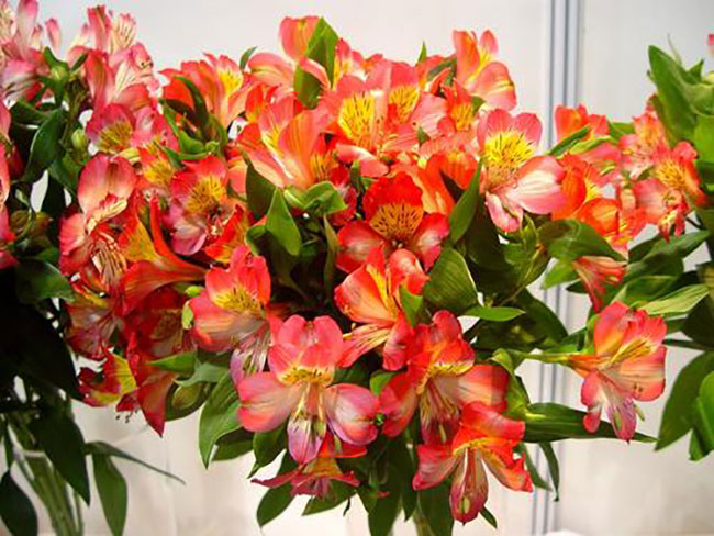 六出花的花語是什么?六出花的寓意和象征