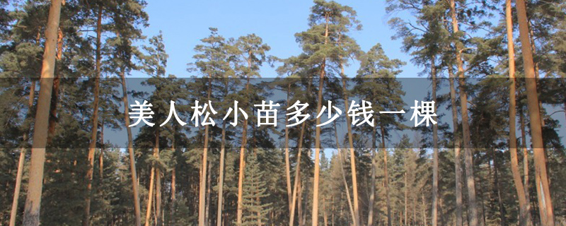 美人松小苗多少錢(qián)一棵