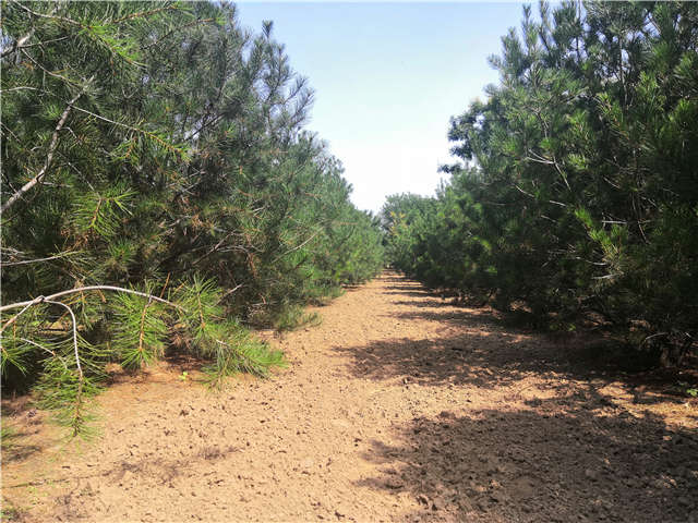沭陽長景園林白皮松種植基地實拍圖片