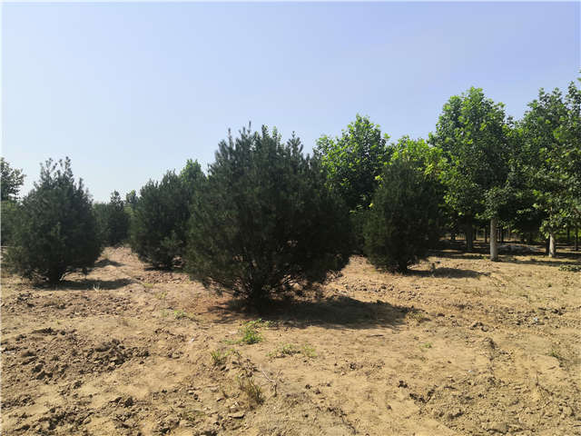 沭陽長景園林白皮松種植基地實拍圖片