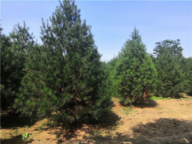 沭陽長景園林白皮松種植基地實拍圖片
