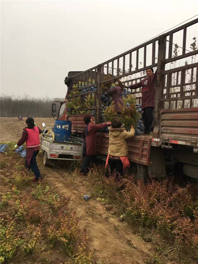 金葉女貞裝車現場照片