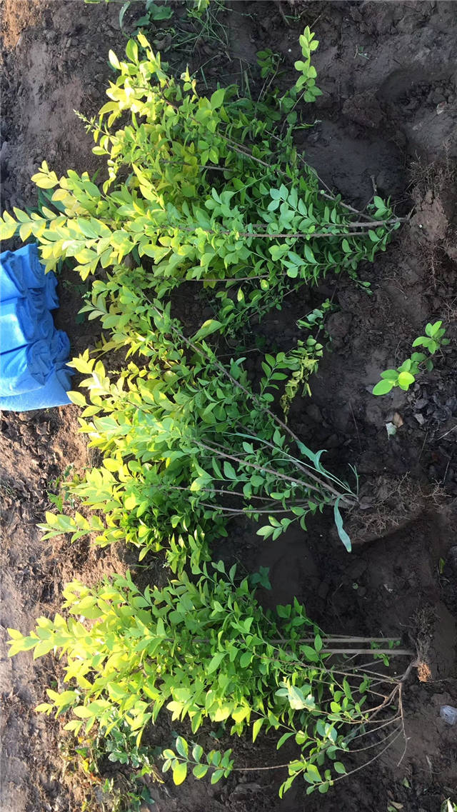 金葉女貞照片種植基地實拍